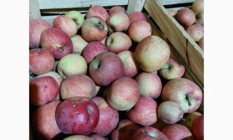 Продам яблука на сушку, сік, повидло - фото № 1