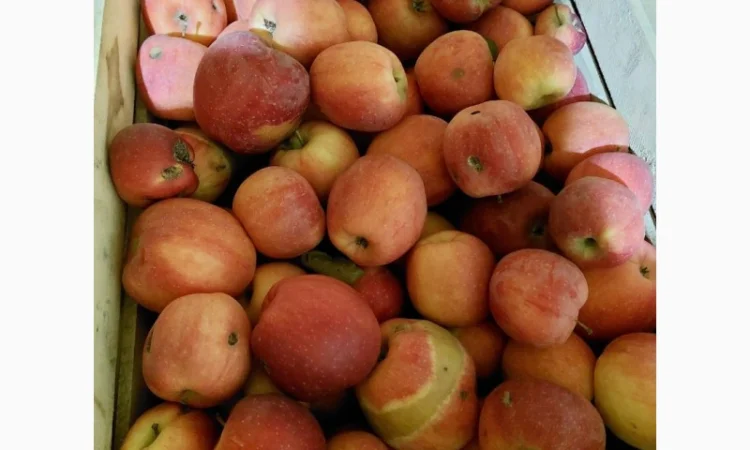 Продам яблука на сушку, сік, повидло - фото № 3