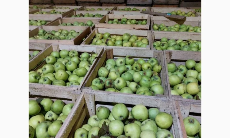 Продам яблука на сушку, сік, повидло - фото № 4