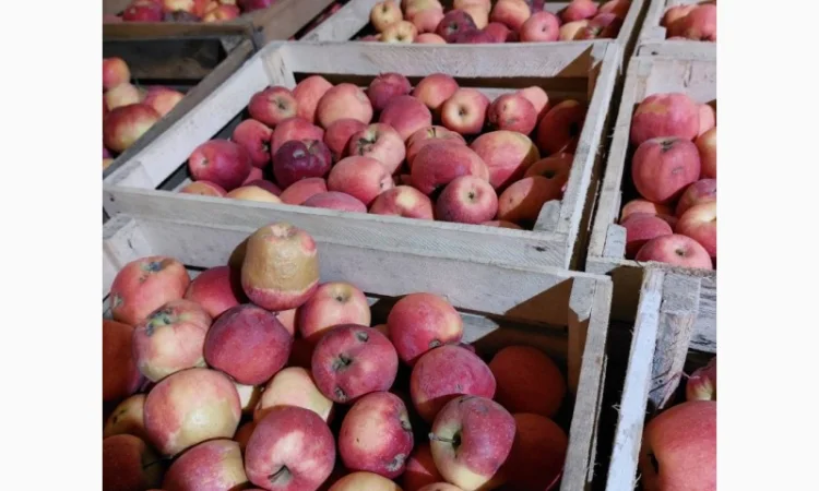 Продам яблука на сушку, сік, повидло - фото № 5