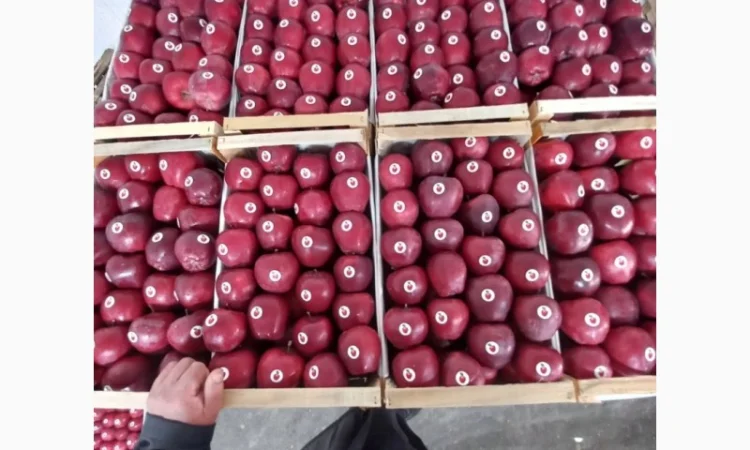 Продам яблука різних сортів - фото № 1