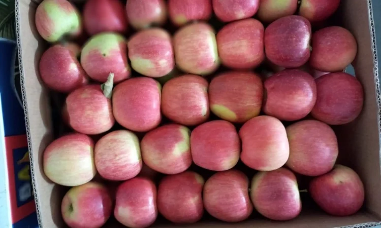 Продам яблука різних сортів - фото № 10