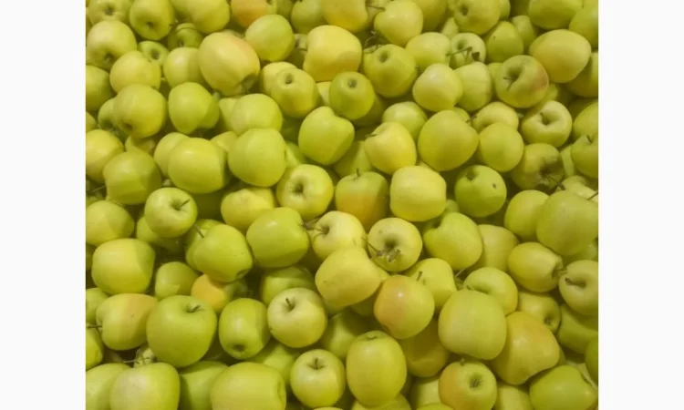 Продам яблука різних сортів - фото № 2