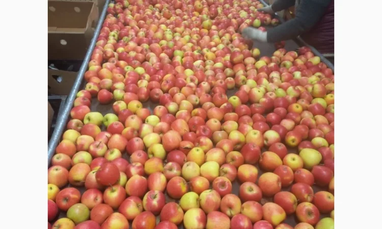 Продам яблука різних сортів - фото № 3