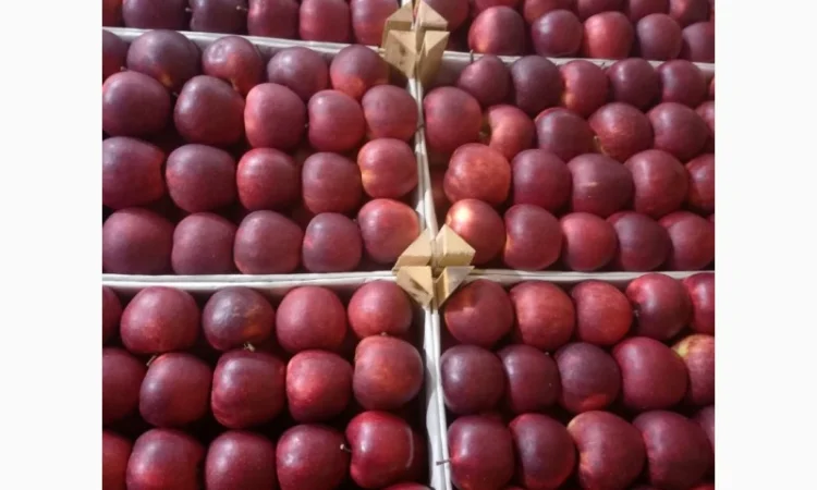 Продам яблука різних сортів - фото № 4