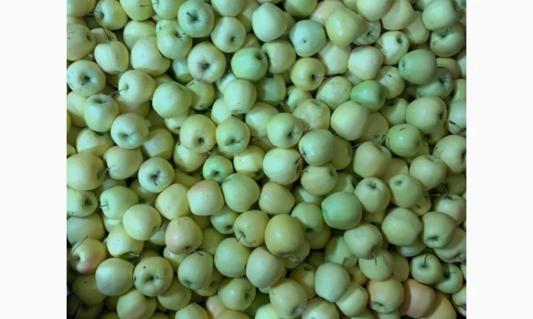 Продам яблука різних сортів - фото № 5