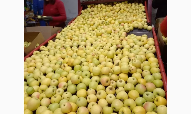 Продам яблука різних сортів - фото № 6