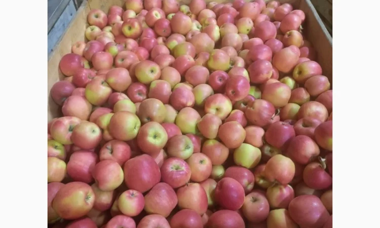 Продам яблука різних сортів - фото № 7