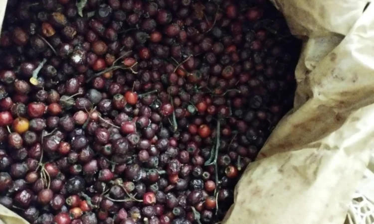 Продам глід заморожений - фото № 1