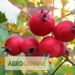 Боярышник купить - фото № 1