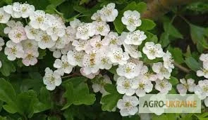 Глід цвіт продам - фото № 1