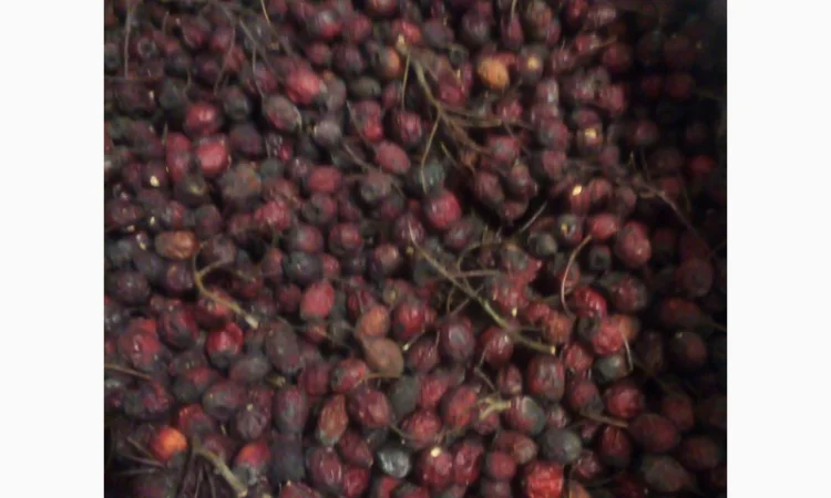 Глід сушений - фото № 1