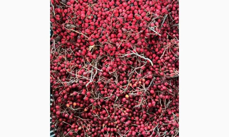 Куплю глід Бояришнік шипшину алтеї - фото № 1