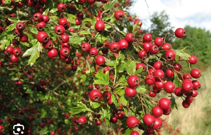 Сухий бояришник, глід - фото № 1