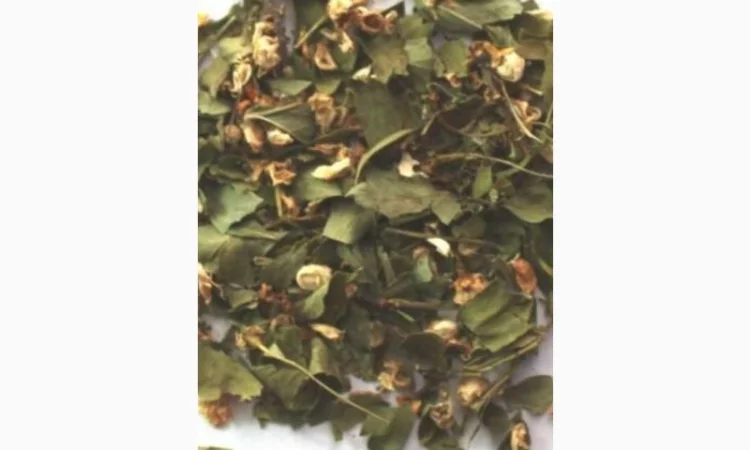 Куплю сушенные листья с цветом боярышника, липы, бузины, акации, каштана - фото № 1