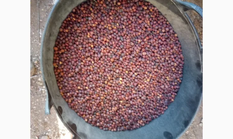 Купим круглый год сухие плоды Боярышника, шиповника, красную рябину, терен - фото № 1