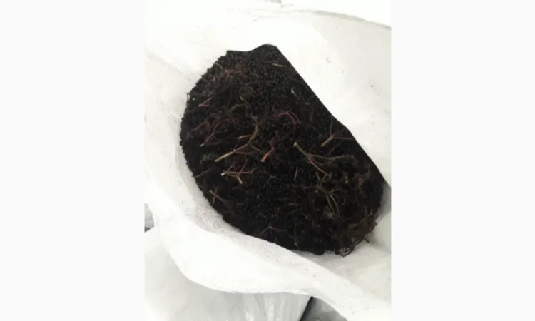 Куплю замороженную бузину и ягоды от 20 тонн - фото № 1