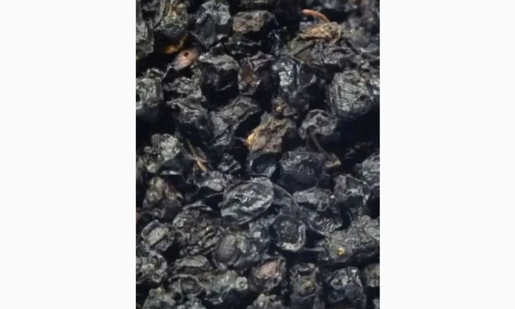 Купим Только сухую ягоду Закупаем.Бузина, рябина, шиповник, боярышник.терен.Самовывоз - фото № 1