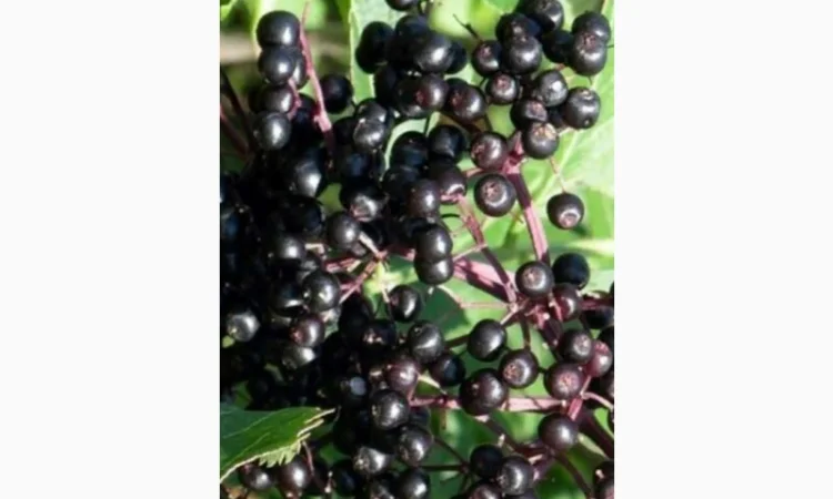 Купуємо суху ягоду бузини оптом - фото № 1