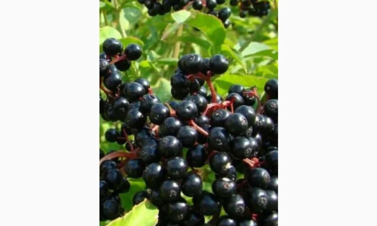 Купуємо суху ягоду бузини по всій Україні - фото № 1