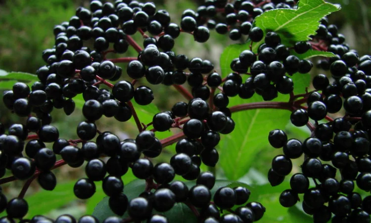 Купуємо сушену бузину та рябину по Україні - фото № 1