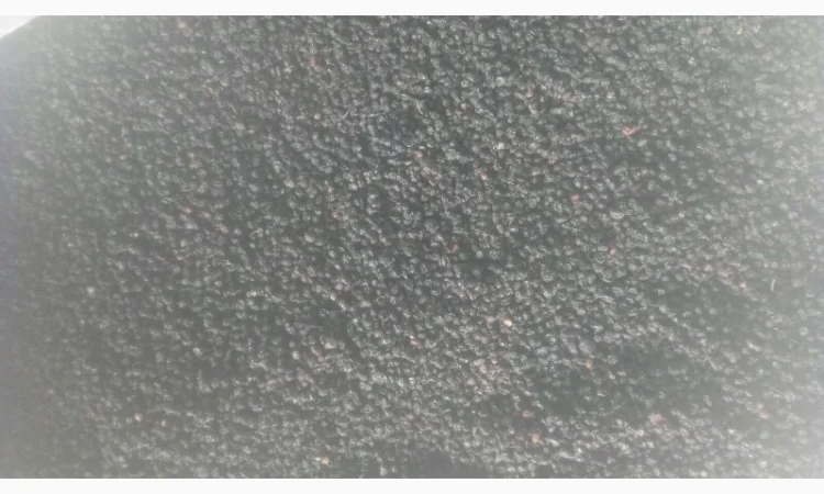 Купую сухі ягоди бузини - фото № 1