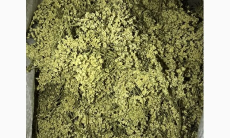 Пропоную сушену бузину вищої якості - фото № 1