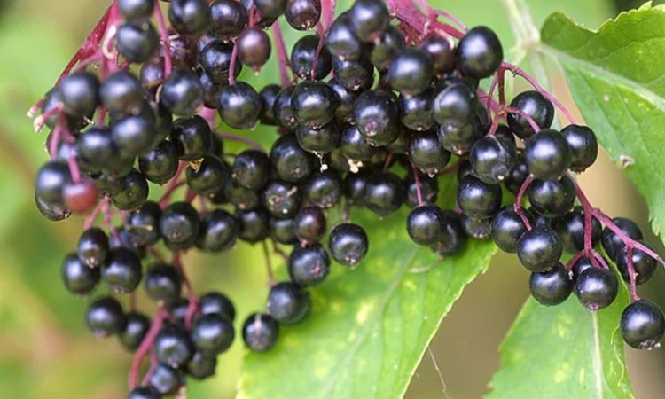 Пропонується свіжозібрана та суха бузина, а також заморожена! - фото № 1