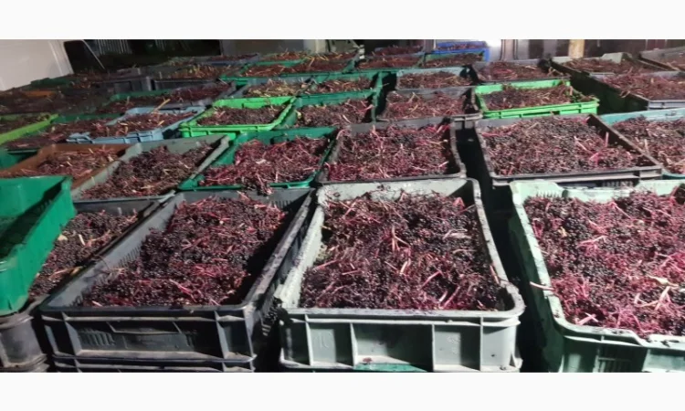 Пропонується свіжозібрана та суха бузина, а також заморожена! - фото № 4