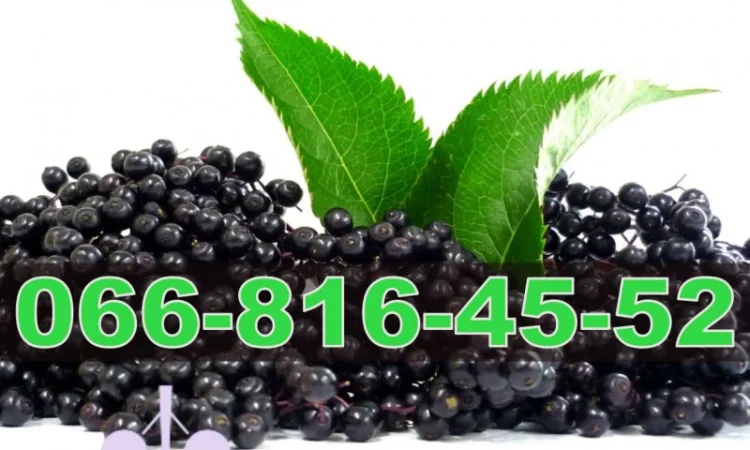 Завод купує бузину для переробки! - фото № 1