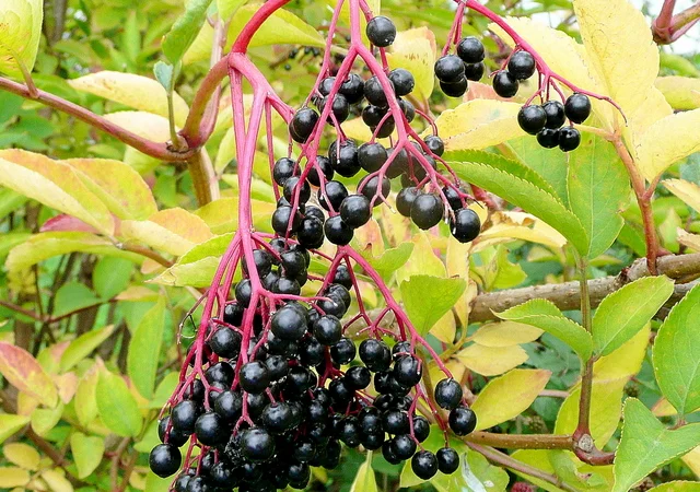 Купую свіжі та заморожені ягоди бузини - фото № 1