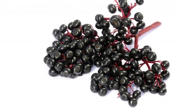 Куплю ягоду Бузину сушеную, свежую и замороженную оптом - фото № 1