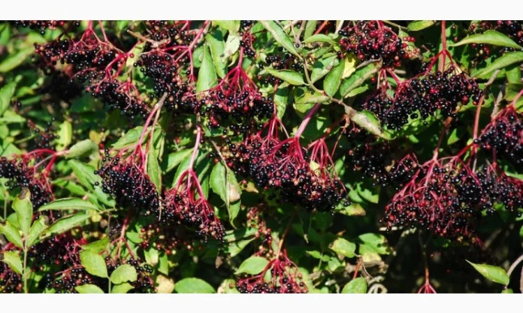 Виконаємо контракт на постачання замороженої бузини - фото № 1