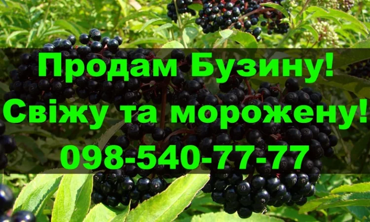 Продам ягоду бузини свіжу та морожену, урожаю 2024 року!На постійній основі - фото № 1