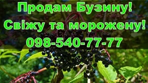 Продам Бузину свіжу та морожену - фото № 1