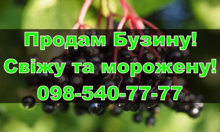 Продам ягоду бузини свіжу та морожену, за договірною ціною - фото № 1