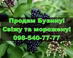 Реалізую ягоду бузини, власної заготівлі/переробки - фото № 1