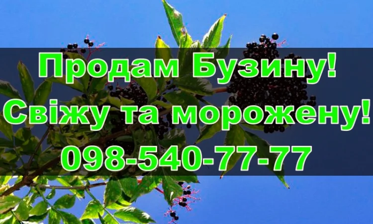 Реалізую ягоду бузини, власної заморозки!Ціна Договірна - фото № 1