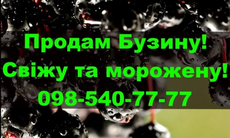 Продам ягоду бузини морожену на постійній основі - фото № 1