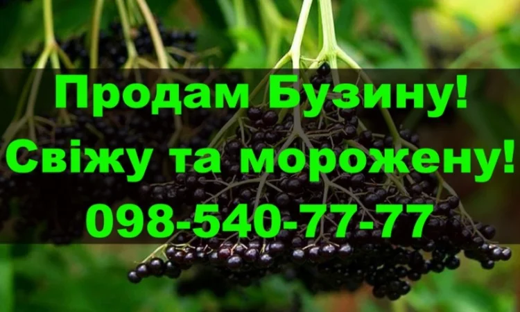 Продам ягоду бузини морожену! Власна Заготівля - фото № 1