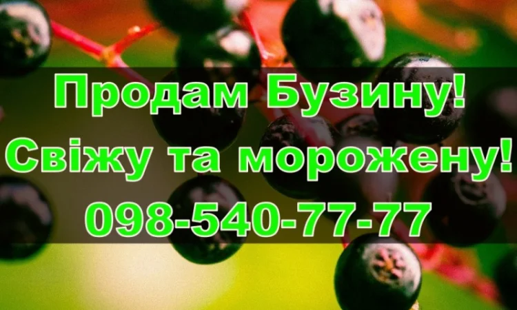 Продаю ягоду бузини МОРОЖЕНУ, власної заморозкиі/переробки!Ціна Договірна - фото № 1