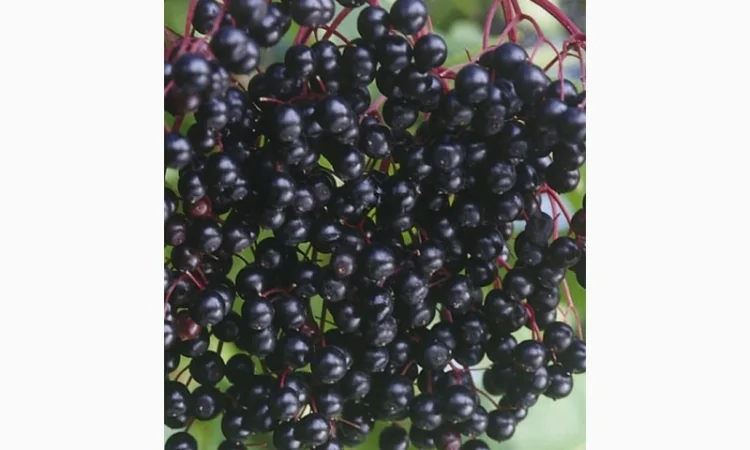 Закупаем по Украине СУХУЮ яоду бузины.Крупный опт - фото № 1