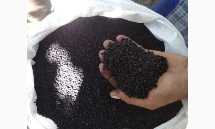 Купим цвет бузины, сухую ягоду бузины.Приедем сами.Оплата нал - фото № 1