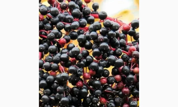 Купим СУХУЮ ягоду БУЗИНЫ.Хорошая цена, наличная оплата - фото № 1