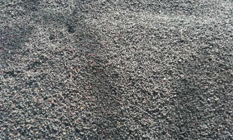 Купим цвет бузины, сухие плоды черной бузины.Самовывоз от 500кг - фото № 1