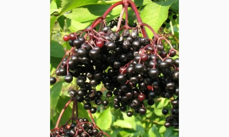 Сухую ягоду бузины покупаем по Украине.Всегда хорошая цена - фото № 1