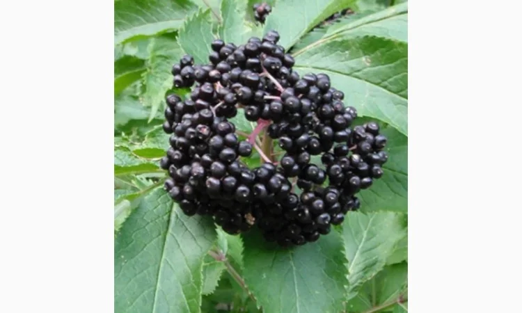 Закупаем Сухую ягоду Бузины, рябины красной, шиповник.Только сухую.Самовывоз от 500кг - фото № 1