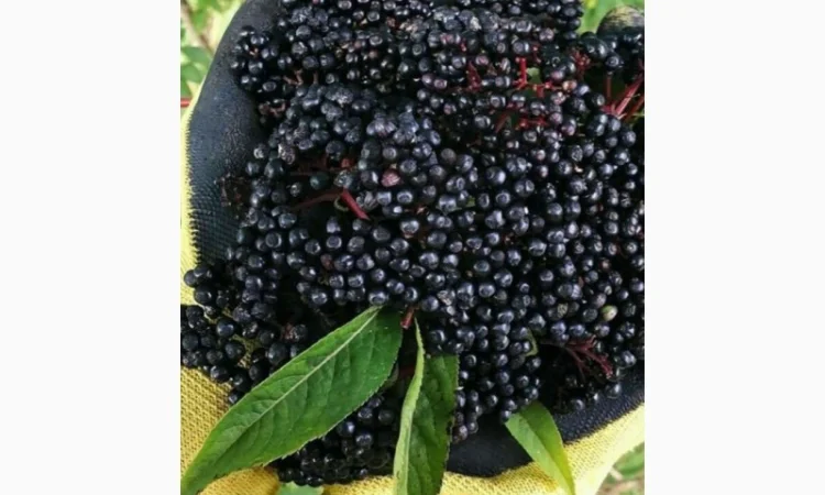 Купим сухую бузину. Самовывоз по договоренности. - фото № 1