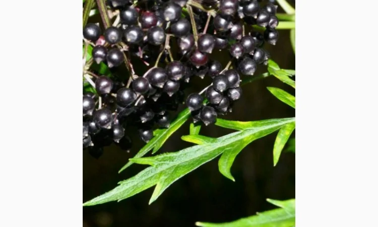 КУПИМ ягоду БУЗИНЫ. СУХУЮ.Работаем с населением и оптовиками - фото № 1