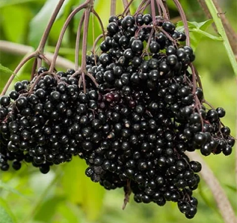 Куплю бузину - фото № 1